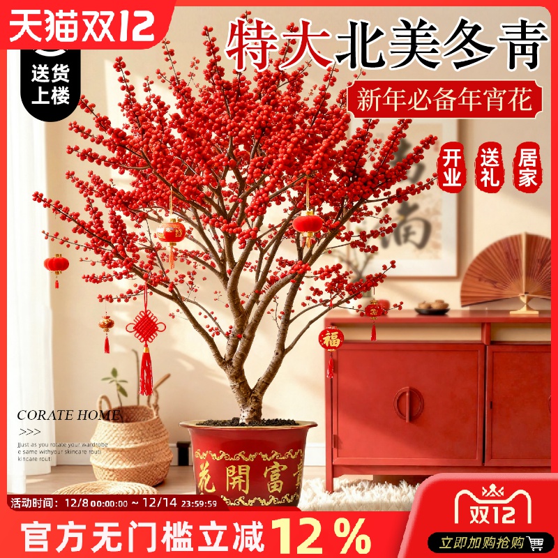 北美冬青红果盆栽带真花树