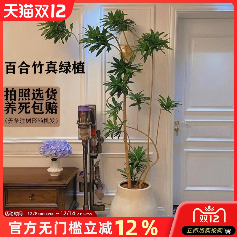 金心百合竹大盆栽室内好养