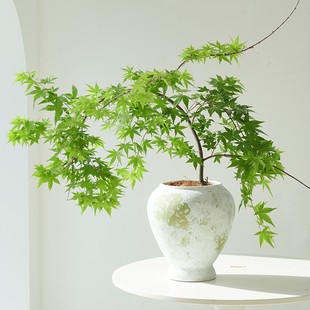 黄金流泉枫绿植物盆栽落地高级感室内办公室客厅书房桌面轻奢盆景