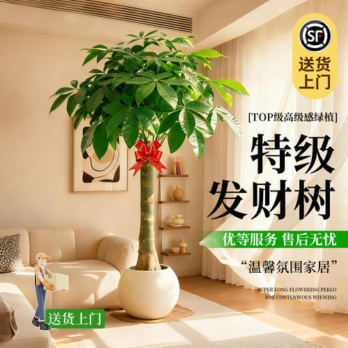 客厅办公室大盆栽发财树好养