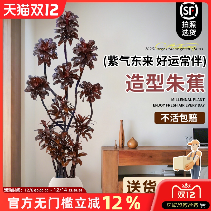 紫气东来朱蕉客厅绿植盆栽