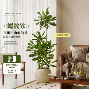 螺纹铁客厅绿植室内大型盆栽龙血树发财真花卉办公室盆景植物高级