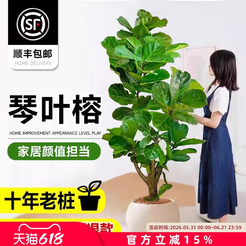 老桩琴叶榕客厅绿植物室内大型好养大叶榕树特大号盆栽落地办公室