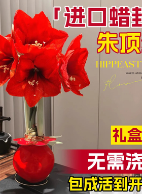 进口朱顶红种球桌面摆件