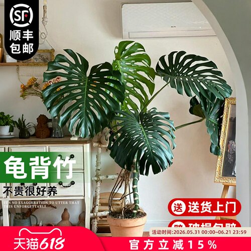 大叶老桩龟背竹室内客厅大盆栽植物客厅电视柜旁边大型绿植落地