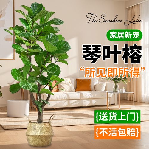 琴叶榕办公室花卉绿植盆景