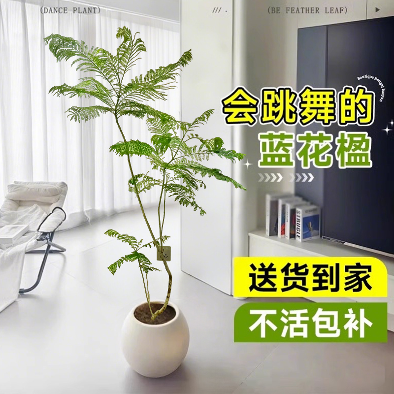 蓝花楹绿植客厅大型植物盆栽室内吸甲醛四季好养真花落地景观造景