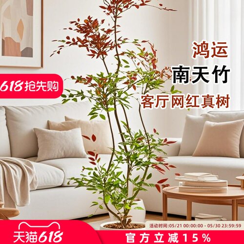 南天竹盆栽客厅大型植物绿植高级感真树办公室内高端落地大号盆景