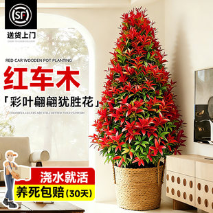 红车木盆栽客厅大型绿植室内彩叶盆景庭院植物耐寒好养活四季常青