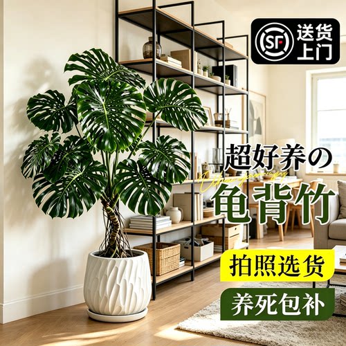 龟背竹大型绿植盆栽易养