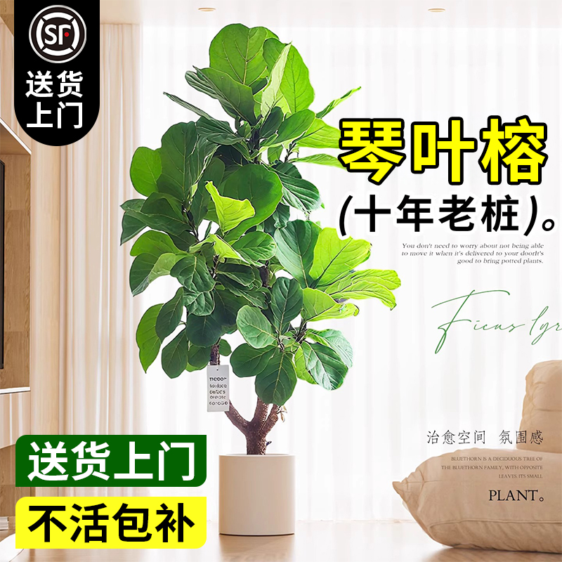 琴叶榕客厅绿植大型好养落地式