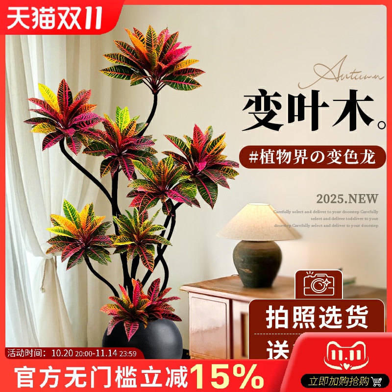 大型绿植客厅高级感变叶木变色木