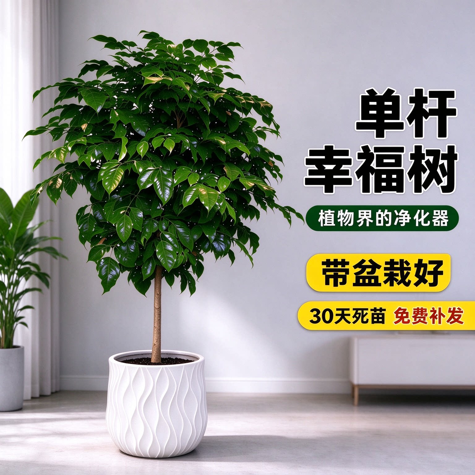 幸福树盆栽大型绿植室内客厅办公室净化空气好养含盆