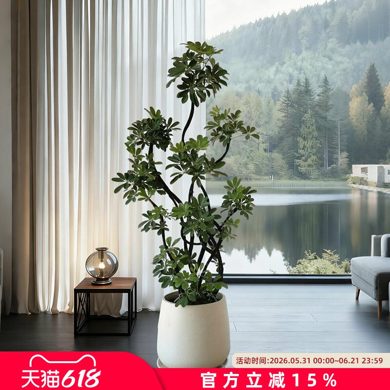 鸭脚木客厅绿植高级感鸭掌木八方来财大型植物盆栽高端大气上档次