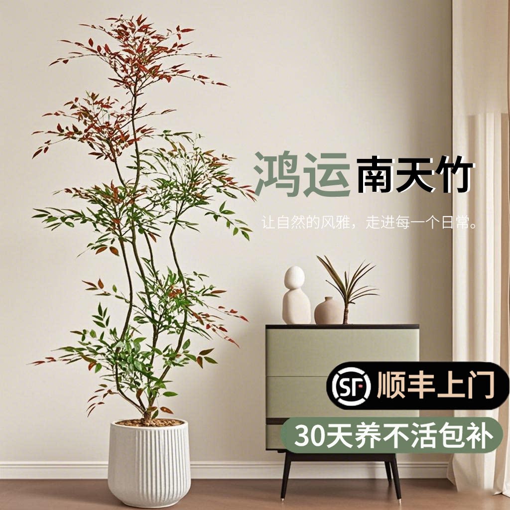 南天竹高端落地大号盆景图片