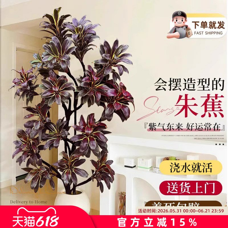 大型绿植娃娃朱蕉室内盆栽植物紫气东来客厅落地办公室四季好养活