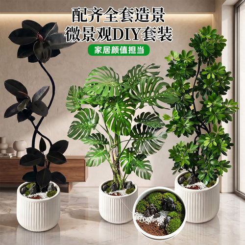 龟背竹黑金刚橡皮树鸭脚木客厅绿植大盆栽高级感高端大气上档次