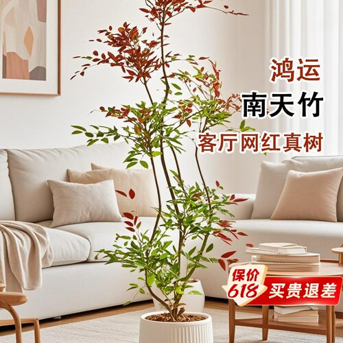 南天竹盆栽客厅大型植物绿植高级感真树办公室内高端落地大号盆景