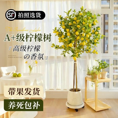 香水柠檬树大型绿植盆栽