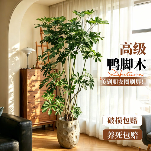 客厅高级感落地鸭脚木盆栽