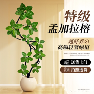 孟加拉榕盆栽大型网红绿植黄金榕高山榕树室内客厅落地橡皮面包树