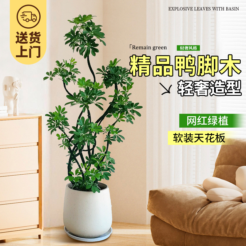 鸭脚木室内高级感大型绿植物八方来财树客厅办公室上档次盆栽摆件