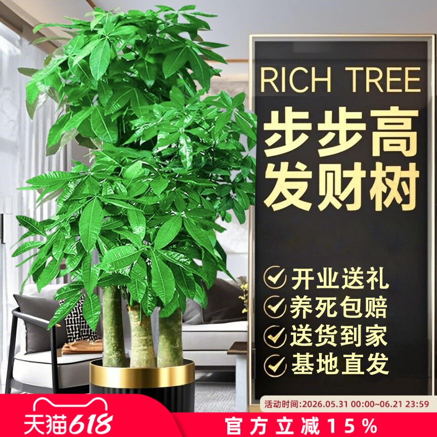 步步高发财树三杆原生客厅大盆栽大型绿植乔迁新居办公室开业送礼