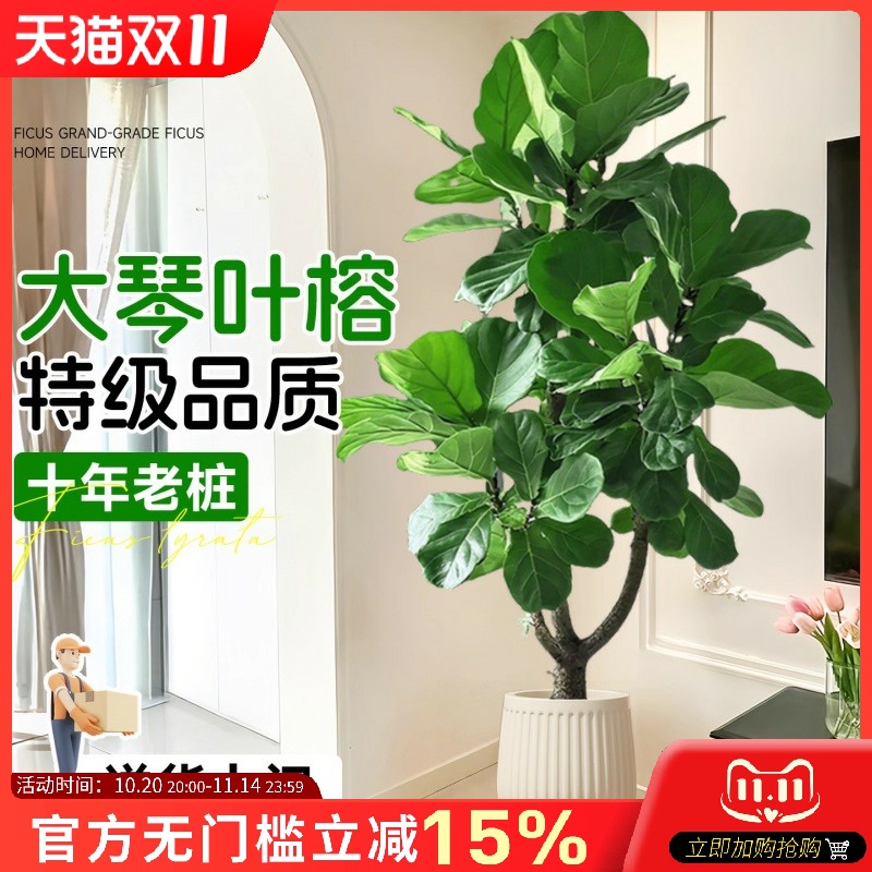 琴叶榕客厅盆栽四季好养禄植物