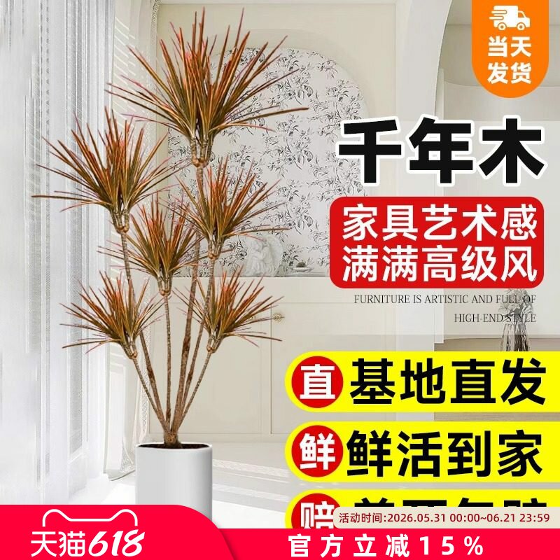 千年木室内大型真绿植马尾铁七彩铁落地植物客厅办公室龙血树盆栽