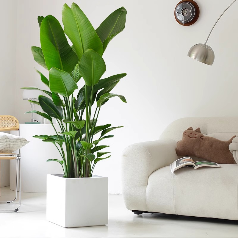 天堂鸟客厅植物室内大盆栽大型真绿植办公乔迁公司落地花卉鹤望兰