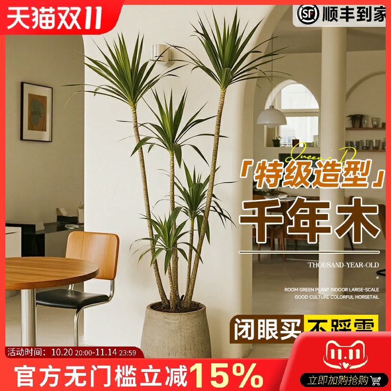 千年木绿植室内大型马尾铁七彩铁真落地植物客厅办公室龙血树盆栽