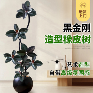 老桩黑金刚橡皮树客厅大盆栽室内大型绿植四季好养办公室大叶植物