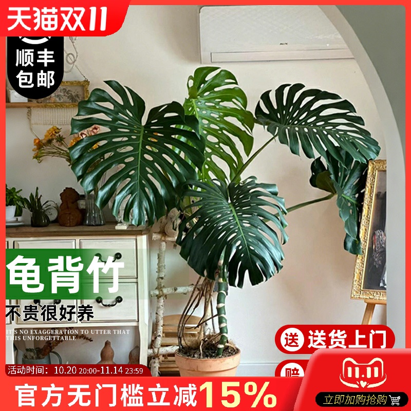 大叶老桩龟背竹室内客厅大盆栽植物客厅电视柜旁边大型绿植落地