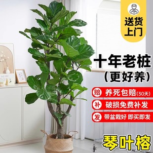 大型绿植琴叶榕客厅室内盆栽老桩大叶真花落地大号好养办公室植物