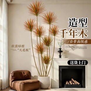 千年木客厅绿植高级感大型植物盆栽室内办公室马尾铁高级感七彩铁