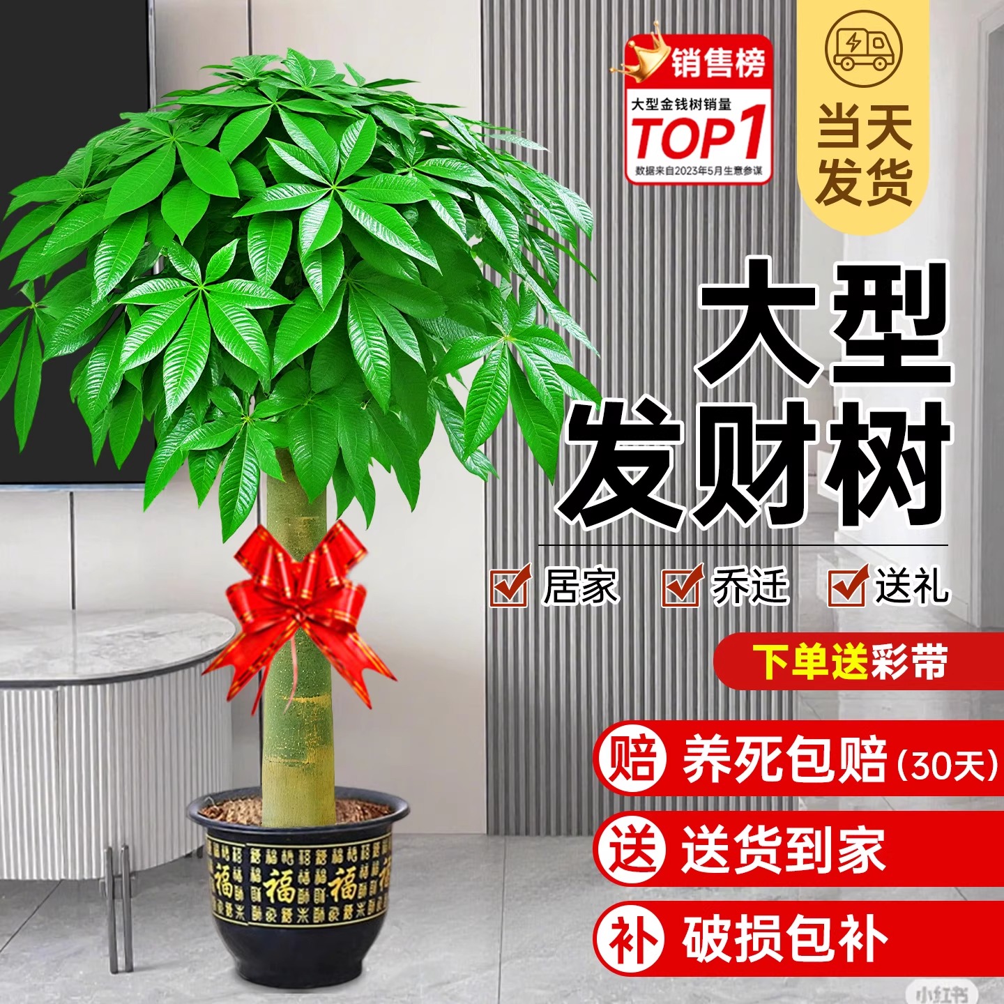 发财树客厅盆栽大棵招财树