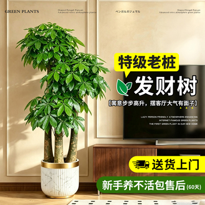步步高发财树三杆原生室内客厅盆栽大型绿植物乔迁办公室开业送礼