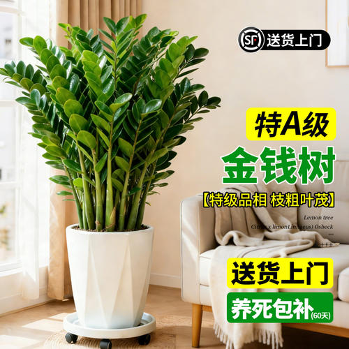 金钱树客厅大花盆盆栽大型绿植办公室室内高级感乔迁开业送礼植物