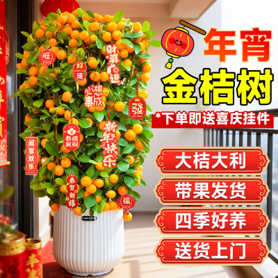 金桔树盆栽带果年桔可食用橘子树苗四季新年绿植物室内阳台年宵花