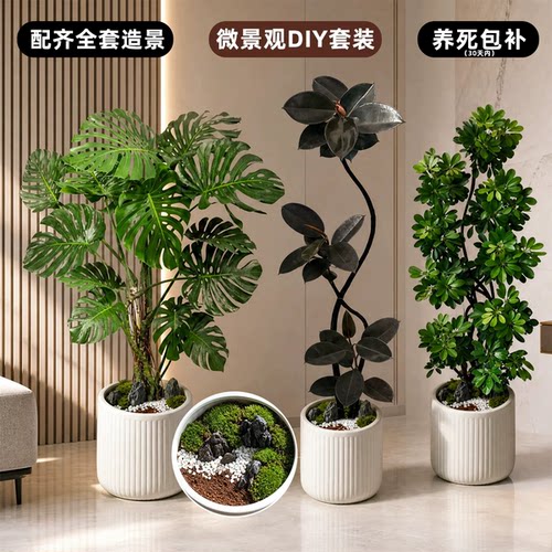 绿植装饰客厅大盆栽办公室好养龟背竹黑金刚橡皮树鸭脚木八方来财