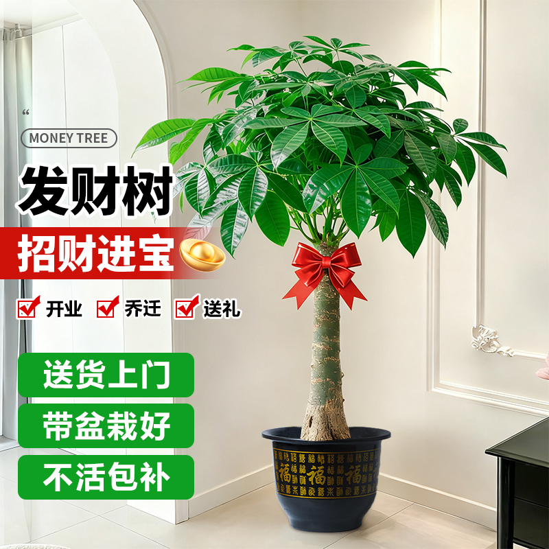 发财树客厅盆栽大花卉绿植物室内办公室乔迁旺宅开业四季摆件盆景