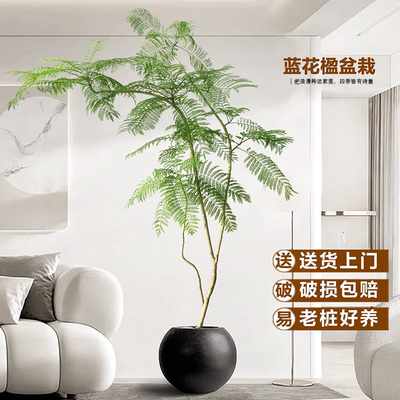蓝花楹绿植室内大型盆栽办公室高级感植物客厅落地式真花四季好养