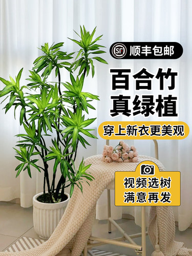 百合竹客厅绿植金心高级感真绿植盆栽老桩造型室内轻奢大型植物