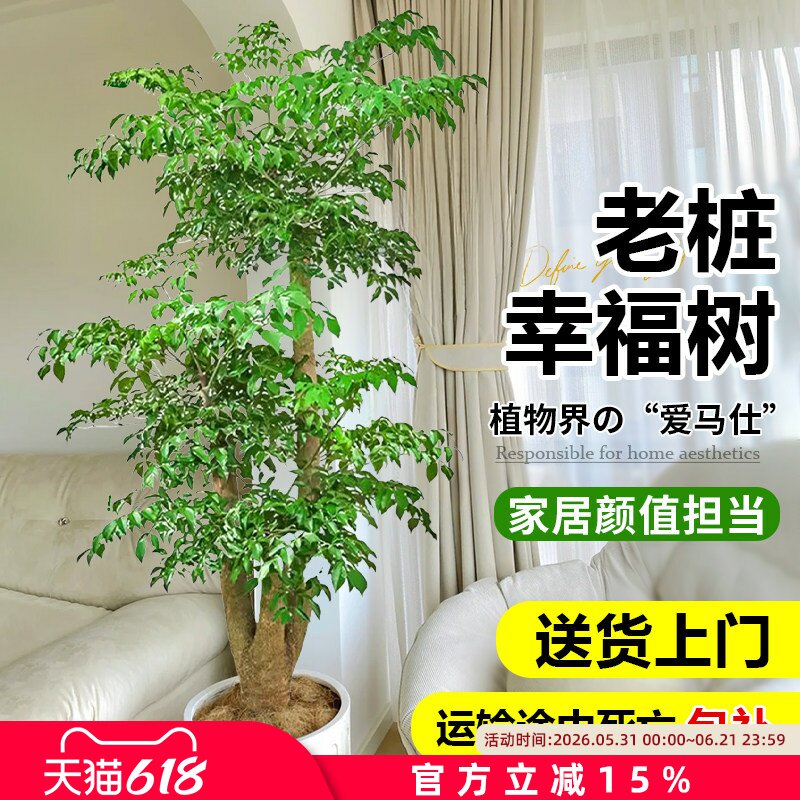 幸福树客厅盆栽大型老桩绿植室内平安树盆景吸甲醛植物四季好养禄