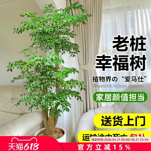 幸福树客厅盆栽大型老桩绿植室内平安树盆景吸甲醛植物四季好养禄
