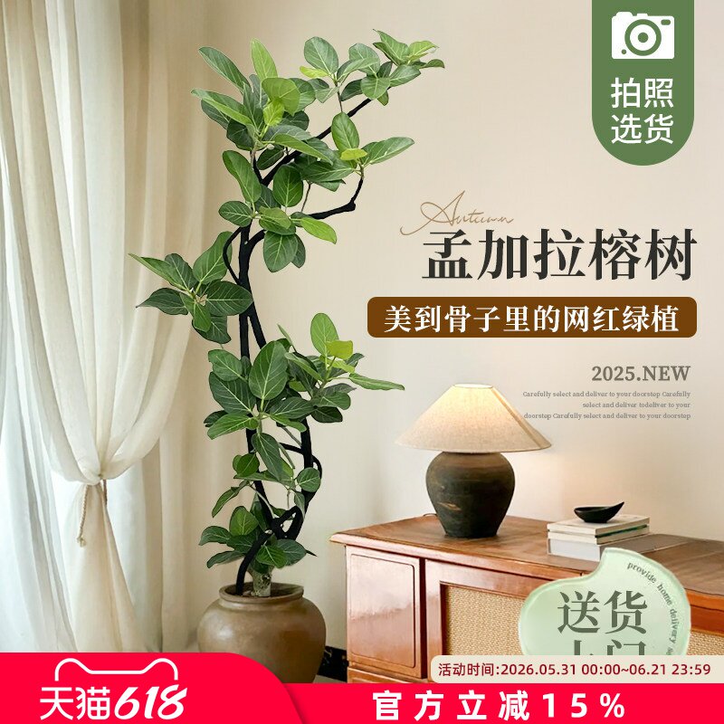 造型孟加拉榕树盆栽网红植物黄金榕室内客厅大型落地式高级感绿植