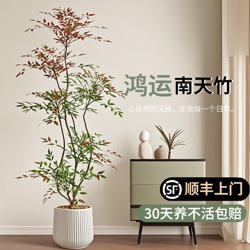 南天竹高端落地大号盆景