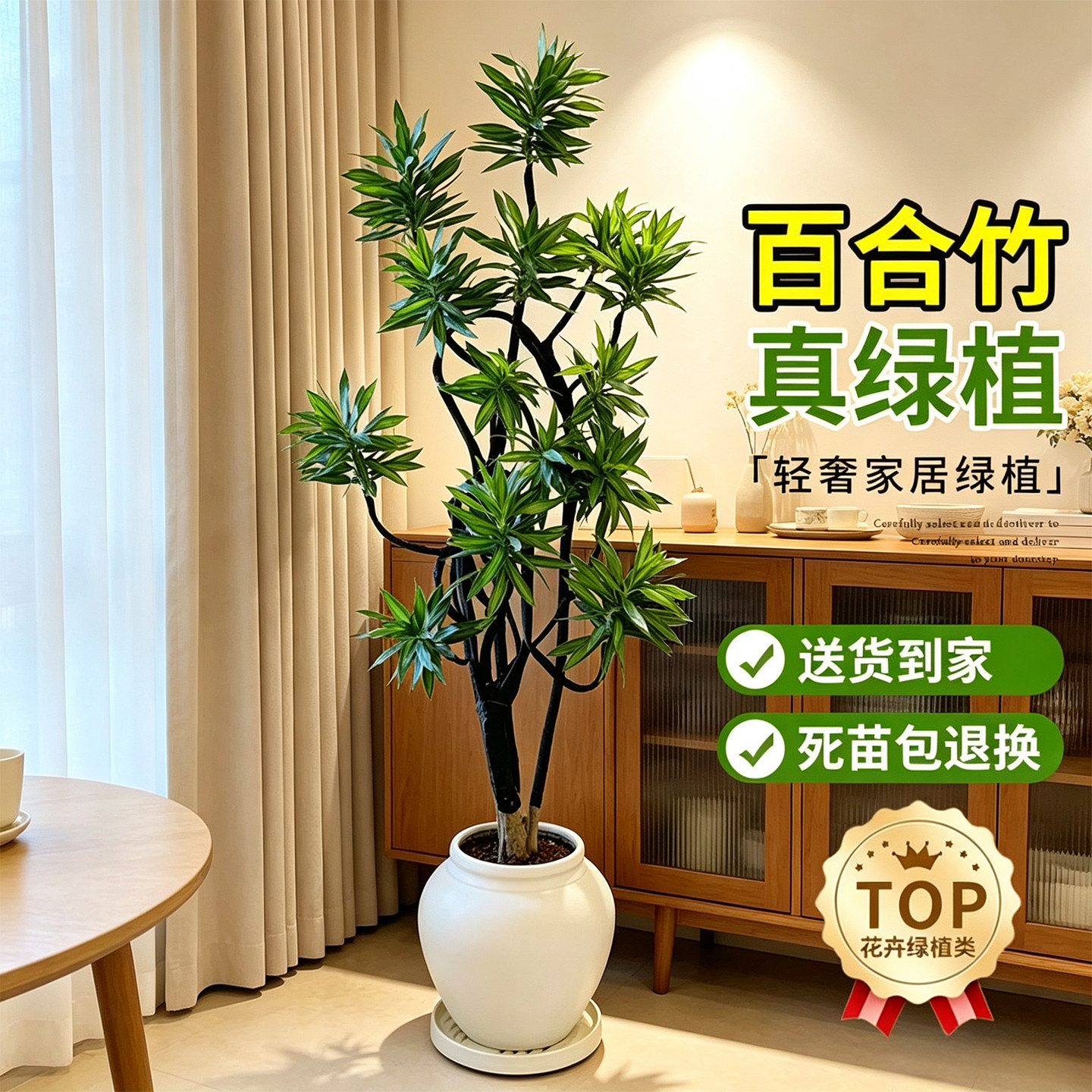 金心百合竹落地盆栽好养旺宅图片