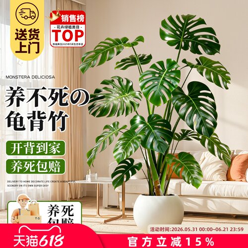 龟背竹大型绿植盆栽易养