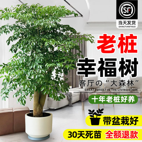 幸福树客厅大盆栽老桩绿植